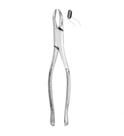 Extracting Forceps #53L